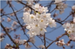 昆陽池公園桜の写真