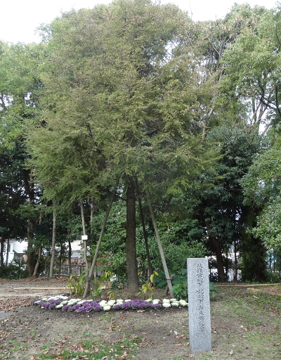 秋篠宮殿下・妃殿下御来館記念　お手植えの木
